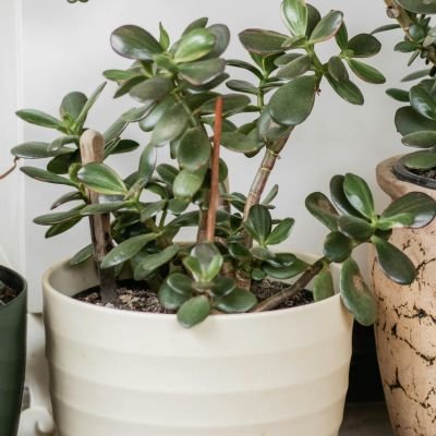 Arbol de Jade 1