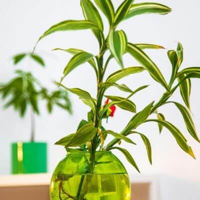 Bambu de la suete